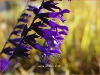 Salvia &#39;Amistad&#39;