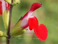 Salvia microphylla &#39;Hot Lips&#39;