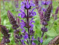 Salvia nemorosa &#39;Blaukönigin&#39;