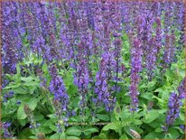 Salvia nemorosa &#39;Blaukönigin&#39;