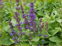 Salvia nemorosa &#39;Blaukönigin&#39;