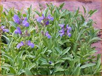 Salvia officinalis &#39;Grete Stölzle&#39;