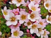 Saxifraga &#39;Apple Blossom&#39;