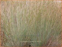 Schizachyrium scoparium