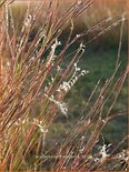 Schizachyrium scoparium