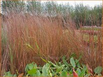 Schizachyrium scoparium