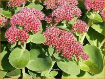 Sedum &#39;Herbstfreude&#39;