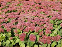 Sedum &#39;Herbstfreude&#39;