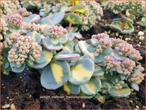 Sedum sieboldii &#39;Mediovariegatum&#39;