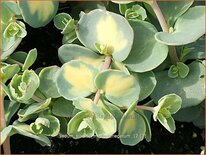 Sedum sieboldii &#39;Mediovariegatum&#39;