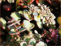 Sedum sieboldii &#39;Mediovariegatum&#39;