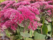 Sedum telephium &#39;Thunderhead&#39;