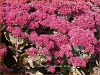 Sedum telephium &#39;Thunderhead&#39;