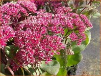 Sedum telephium &#39;Thunderhead&#39;