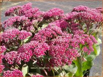 Sedum telephium &#39;Thunderhead&#39;