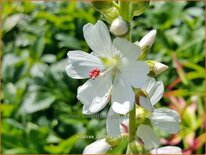 Sidalcea candida