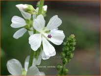 Sidalcea candida