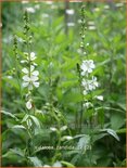 Sidalcea candida