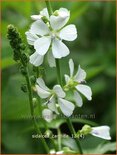 Sidalcea candida