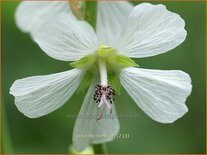 Sidalcea candida