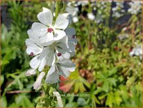 Sidalcea candida