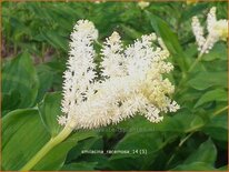 Smilacina racemosa