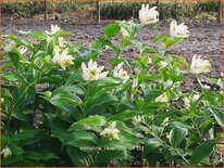 Smilacina racemosa