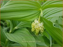 Smilacina racemosa