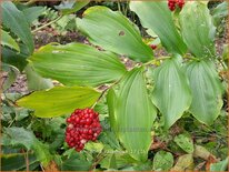 Smilacina racemosa