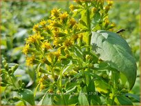 Solidago flexicaulis &#39;Flexi Belle&#39;