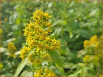 Solidago flexicaulis &#39;Flexi Belle&#39;