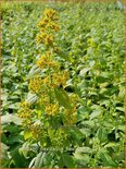 Solidago flexicaulis &#39;Flexi Belle&#39;