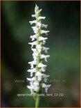 Spiranthes &#39;Chadd&#39;s Ford&#39;