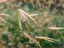 Stipa gigantea