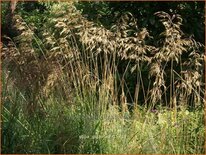 Stipa gigantea