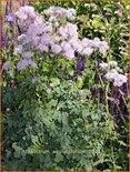 Thalictrum aquilegifolium