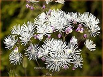 Thalictrum aquilegifolium