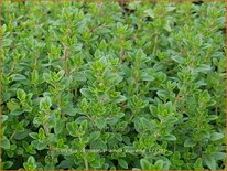 Thymus citriodorus &#39;Lemon Supreme&#39;