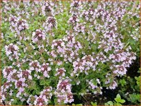 Thymus citriodorus &#39;Lemon Supreme&#39;