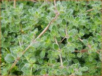 Thymus praecox &#39;Mountain Select&#39;