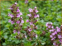 Thymus pulegioides &#39;Tabor&#39;