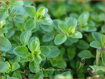 Thymus pulegioides &#39;Tabor&#39;