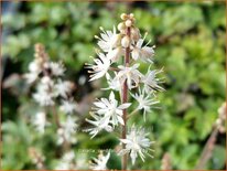 Tiarella cordifolia &#39;Eco&#39;