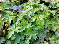 Tiarella cordifolia &#39;Eco&#39;