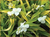 Tradescantia &#39;Angelic Charm&#39;