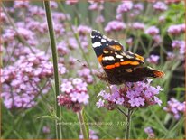 Verbena bonariensis &#39;Lollipop&#39;