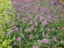 Verbena bonariensis &#39;Lollipop&#39;