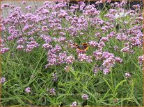 Verbena bonariensis &#39;Lollipop&#39;