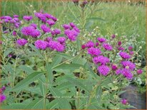 Vernonia crinita &#39;Mammuth&#39;