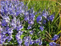 Veronica austriaca &#39;Lapis Lazuli&#39;